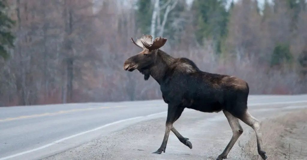 moose crossing road