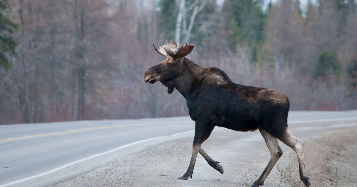 How to Survive a Moose Attack During a Hike