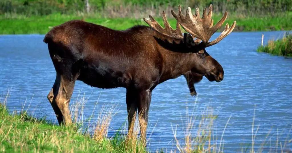 Moose standing by a lake
