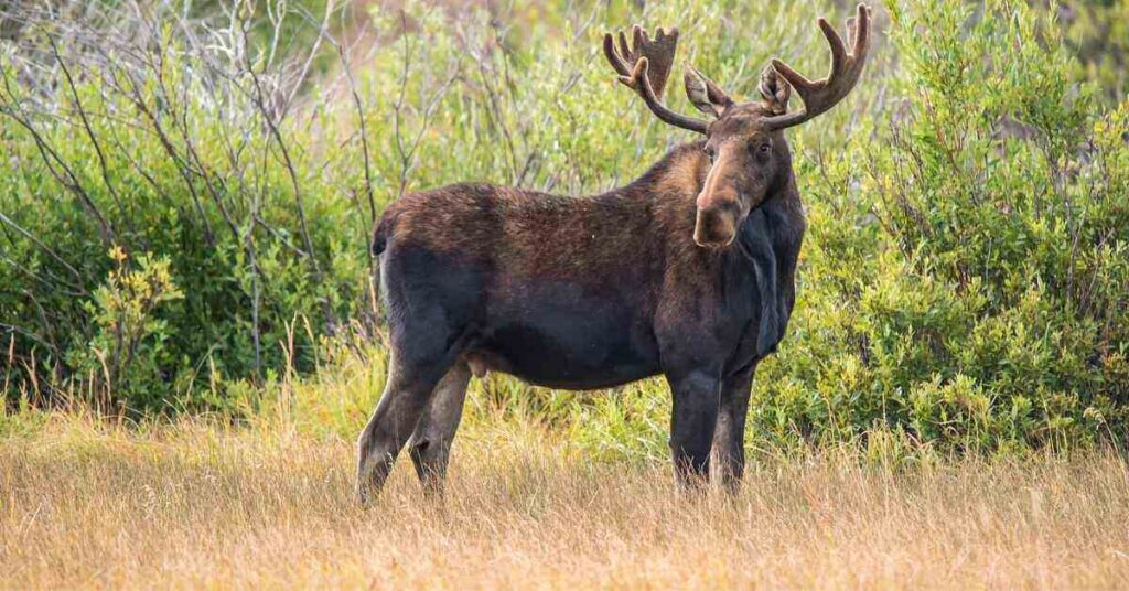 moose standing in the wild