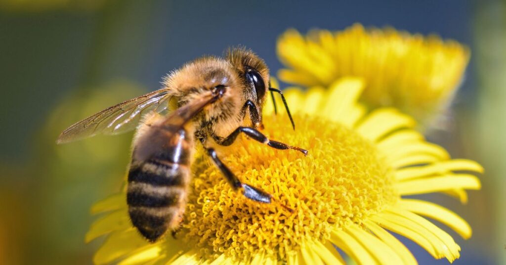 photo of bee on flower