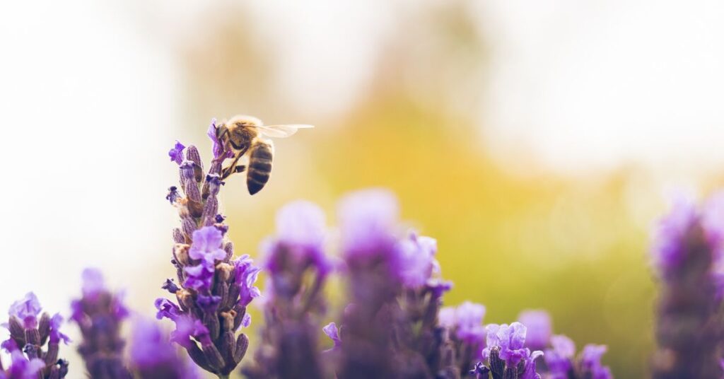 photo of bee on purple plant