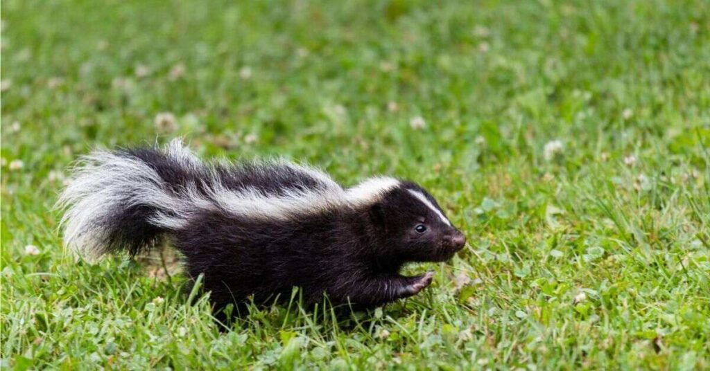 photo of skunk on grass