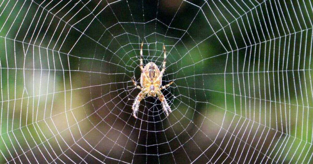 Photo of spider inside its web