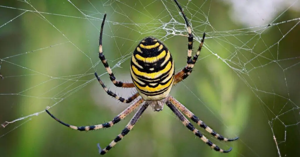 photo of spider with yellow and black stripes