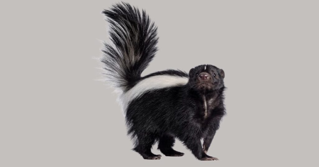 Picture of skunk