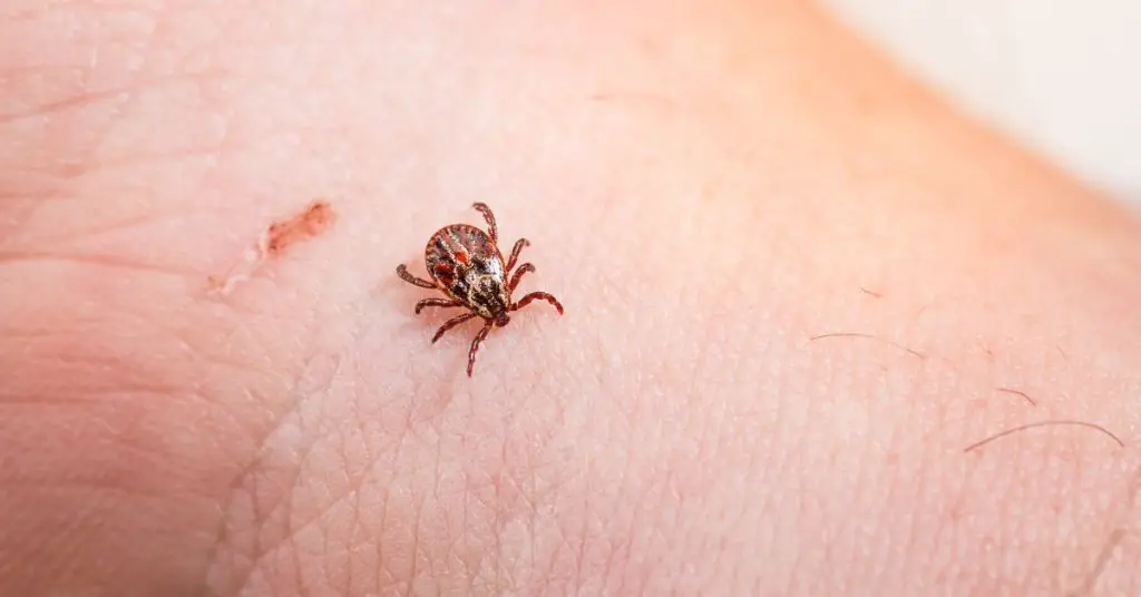 tick on person's skin