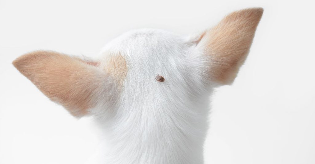 tick on dog's head