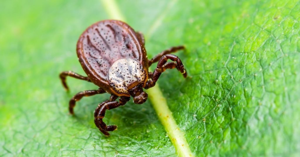 tick on leaf