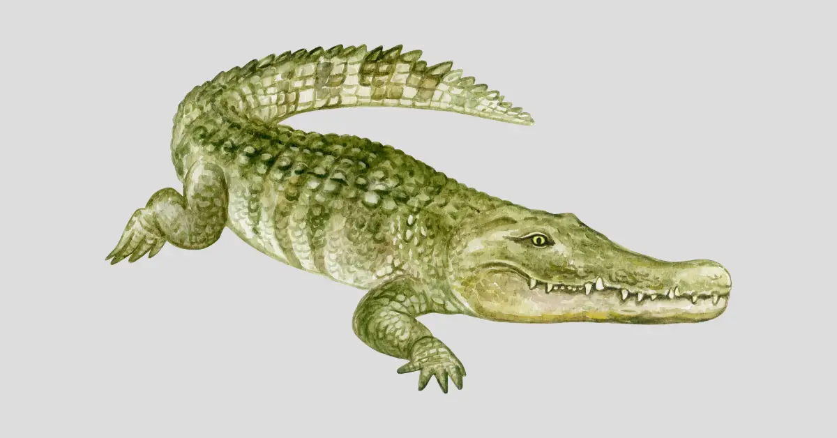sketch of alligator on plain background