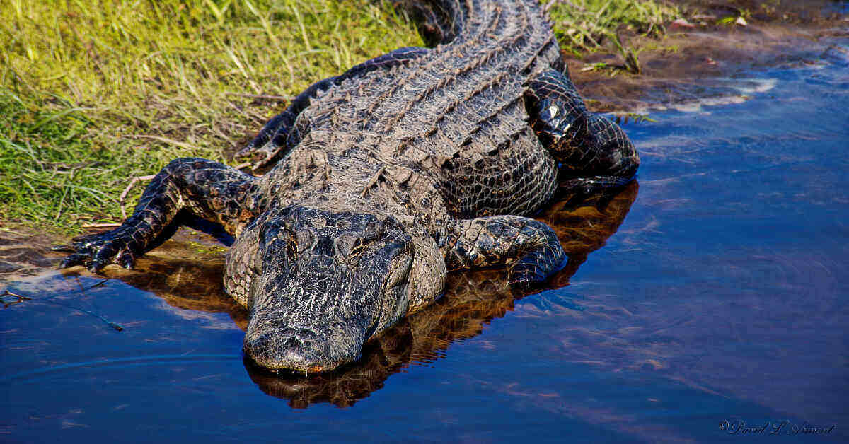 Alligator near a shallow water body