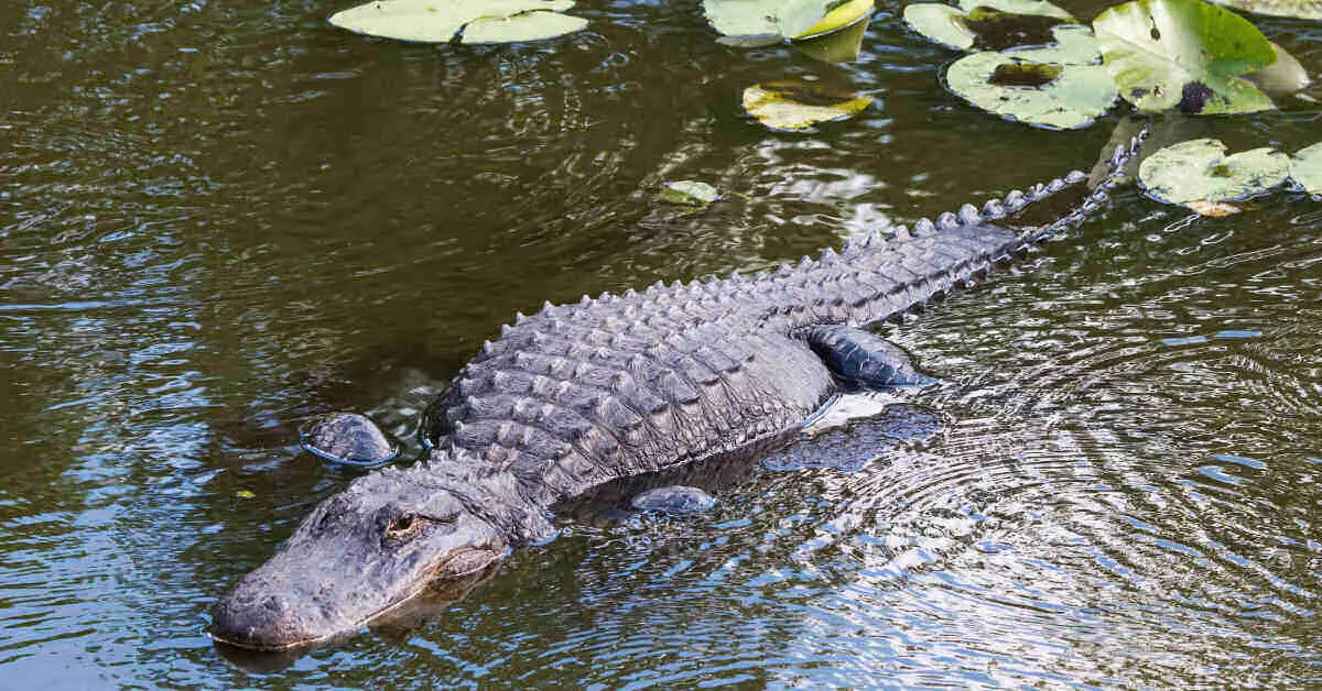 Photo of an alligator in a pond