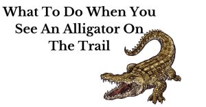 sketch of alligator